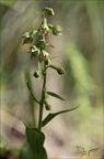 Epipactis rhodanensis 07-07-23 003