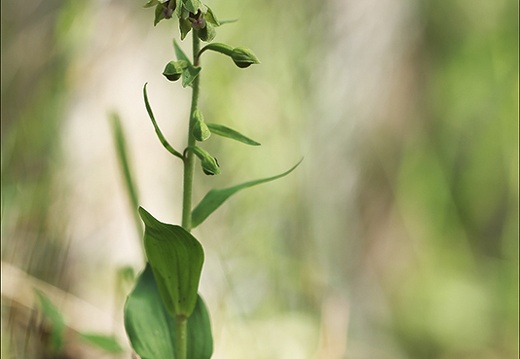 Epipactis rhodanensis 07-07-23 004 (706 visits) Epipactis rhodanensis 07-07-23 004