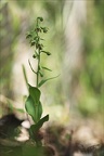 Epipactis rhodanensis 07-07-23 004