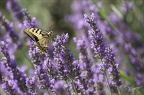 Le Machaon 04-07-23 007