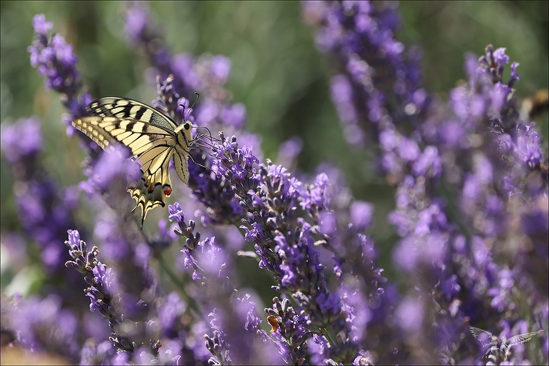 Le Machaon 04-07-23 004