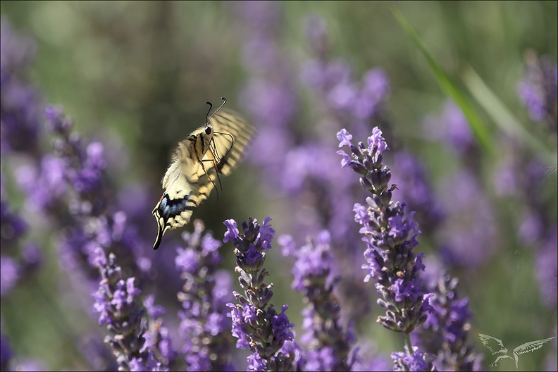 Le Machaon 04-07-23 008