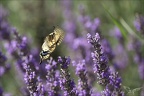 Le Machaon 04-07-23 008