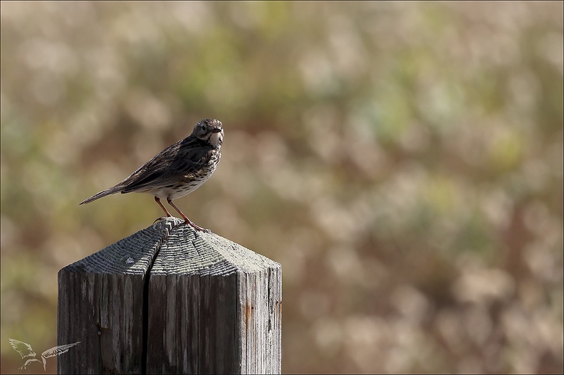 Pipit farlouse 23-06-20 002