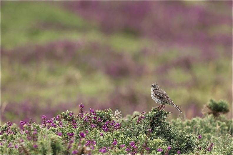 Pipit farlouse_23-06-27_013.jpg