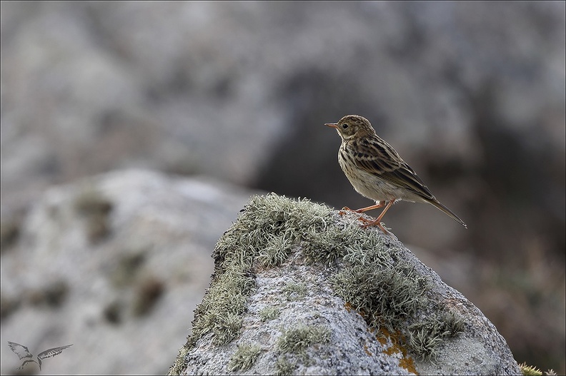 Pipit farlouse_23-06-26_002.jpg