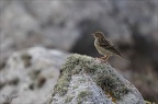 Pipit farlouse 23-06-26 002