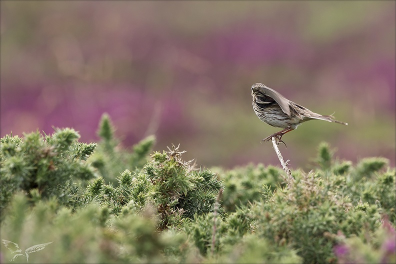 Pipit farlouse_23-06-27_008.jpg