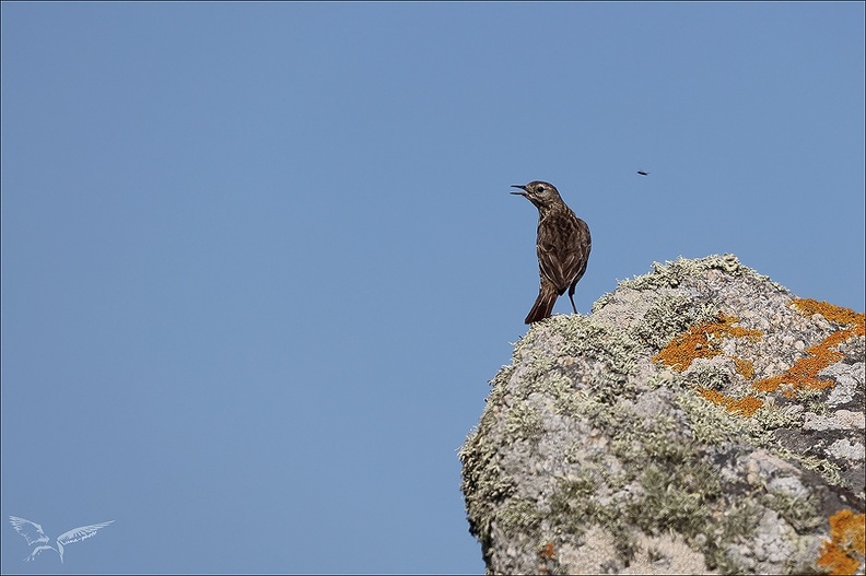 Pipit maritime 23-06-24 002