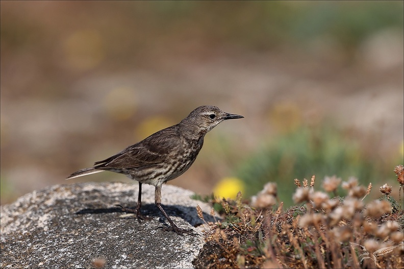 Pipit maritime_23-06-22_001.jpg