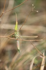 tuxale méditerranéenne - Acrida ungaria mediterranea