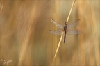 Crocothemis écarlate 23-07-23 007