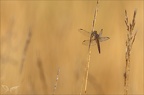 Crocothemis écarlate 23-07-23 009