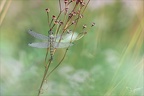 Orthetrum cancellatum 23-07-23 001