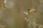 Sympetrum déprimé 19-07-23 003