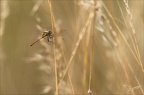 Sympetrum déprimé 23-07-23 015