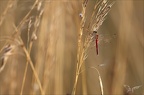 Sympetrum déprimé 23-07-23 003