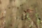 Sympetrum du Piémont 26-07-23 003