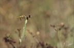 Sympetrum du Piémont 26-07-23 001