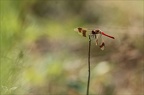 Sympetrum du Piémont 26-07-23 012