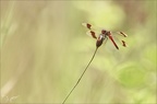 Sympetrum du Piémont 26-07-23 034+