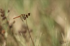 Sympetrum du Piémont 26-07-23 025