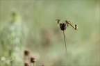 Sympetrum du Piémont 26-07-23 036