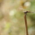 Tritemis annulata_22-09-22_18.jpg