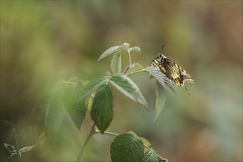 Le Machaon.jpg