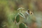 Le Machaon