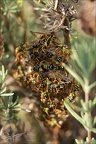 Polistes françaises  06-09-23 02