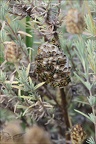 Polistes françaises 30-07-23 05