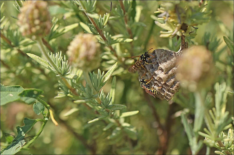 Polistes françaises 10-07-23 02