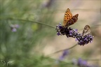 Le moyen Nacré 15-08-23 01