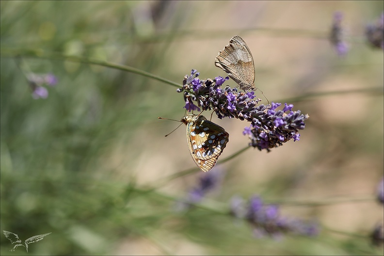 Le moyen Nacré_15-08-23_03.jpg