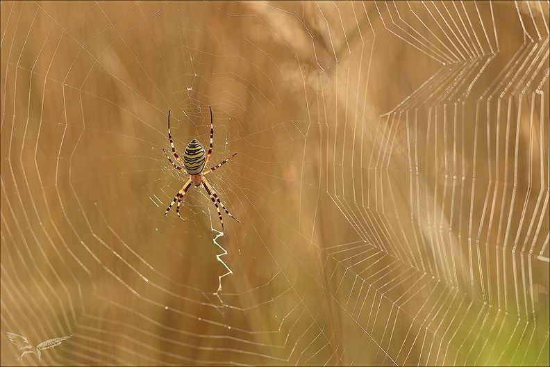 Argiope frelon_23-07-23_003.jpg