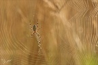 Argiope frelon 23-07-23 003