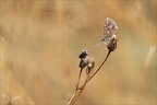 Duo dans la rosée