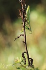 Mante religieuse ♀