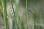 Lestes sponsa 15-09-23 02