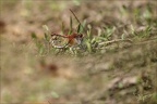 Sympetrum flaveolum 15-09-23 08