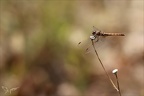 Tritemis annulata ♀ 30-09-23 11