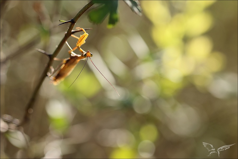 Mantis religiosa_07-10-23_01.jpg