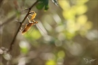 Mantis religiosa 07-10-23 01