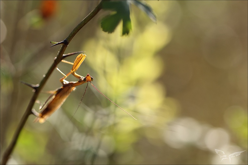 Mantis religiosa_07-10-23_02.jpg