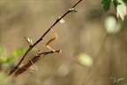 Mantis religiosa 07-10-23 05