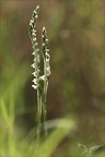 Spiranthes spiralis 17-09-23 04