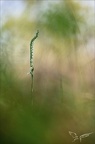 Spiranthes spiralis 17-09-23 06