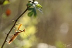 Mantis religiosa 07-10-23 03