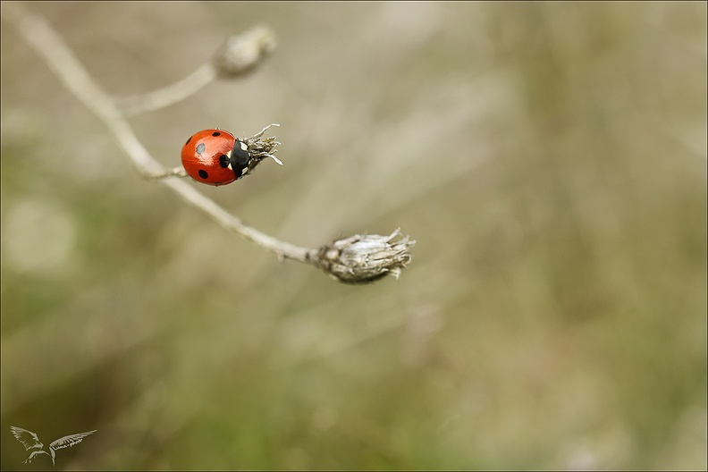 Coccinelle_01-11-23_01.jpg